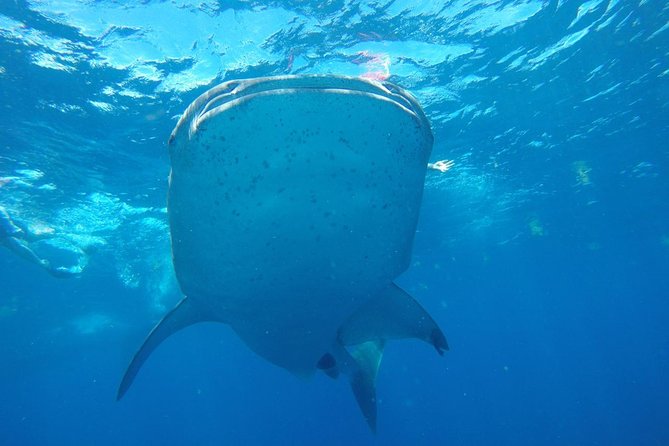 Half Day Whale Shark Tour From Playa del Carmen - Playa Norte at Isla Mujeres: lunch that actually makes the day feel complete