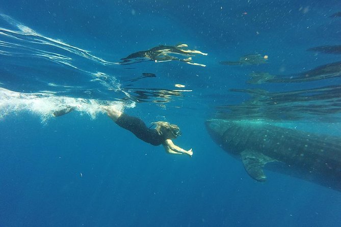 Half Day Whale Shark Tour From Playa del Carmen - Price and real costs: $185 is only part of the budget