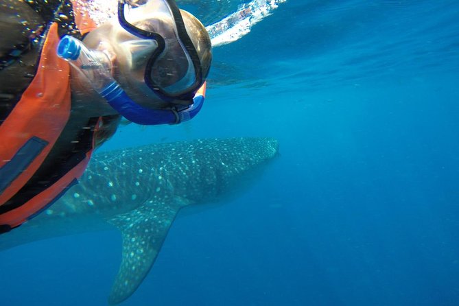 Half Day Whale Shark Tour From Playa del Carmen - What the included comforts mean on a boat day