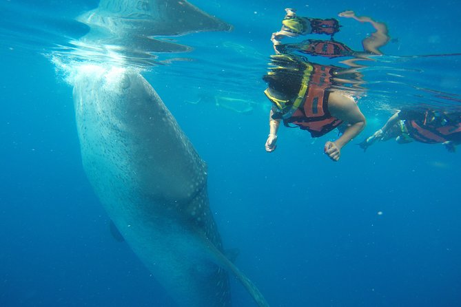 Half Day Whale Shark Tour From Playa del Carmen - The 6:00am pickup and how to keep the day from feeling hectic