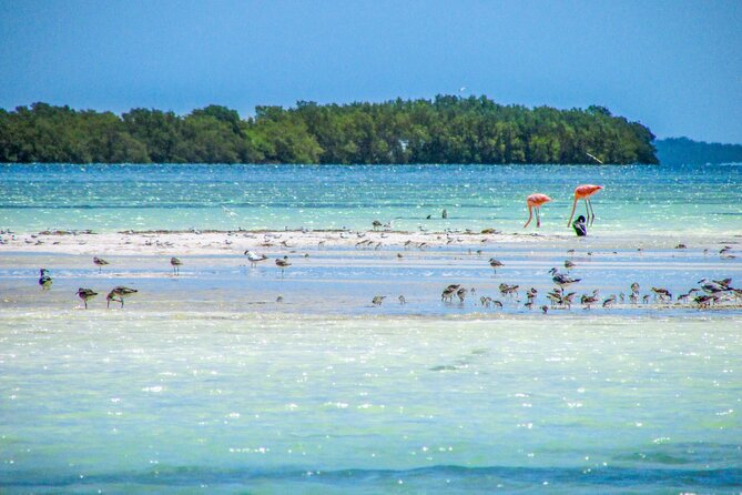 Holbox Island Tour in Mexico with Lunch - A 7:00 am Holbox day trip: the schedule that shapes the whole experience