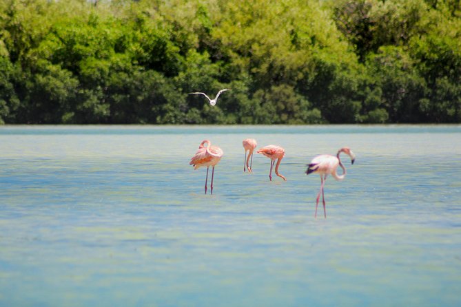 Holbox Island Tour in Mexico with Lunch - Punta Mosquito and Isla de la Pasion: short stops with strong photo energy