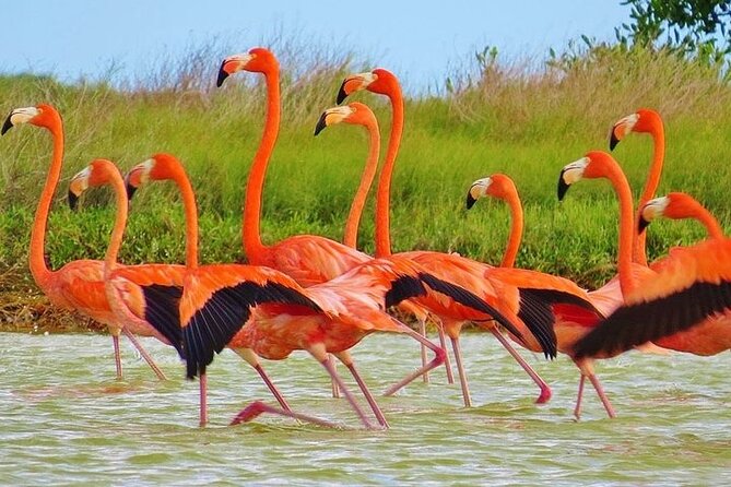 Las Coloradas & Rio Lagartos Biosphere! Transportation from Playa Del Carmen - Key Highlights You’ll Actually Feel