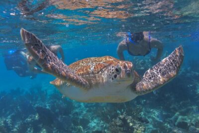 Luxury Sailing & Snorkeling Experience from Riviera Maya - The 5-Hour Flow: Reef Time, SUP Play, Then Lunch and Drinks