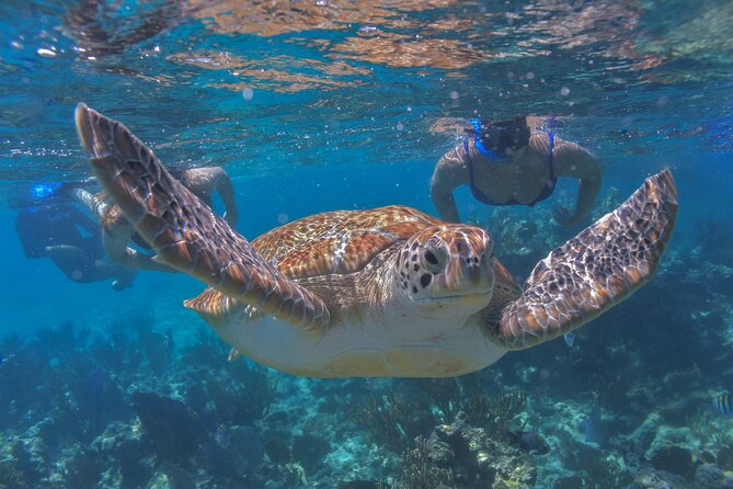 Luxury Sailing & Snorkeling Experience from Riviera Maya - The 5-Hour Flow: Reef Time, SUP Play, Then Lunch and Drinks