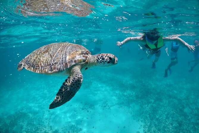 Mayan snorkeling (Akumal-Cenote-Caverna) - Akumal Bay Turtle Sanctuary: Snorkeling That Feels Like Nature, Not a Show