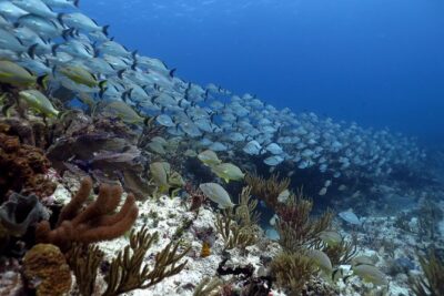Open Water Diver 2-Day PADI Course in Playa del Carmen - The 2-day rhythm: theory, pool mornings, and 4 open-water sessions