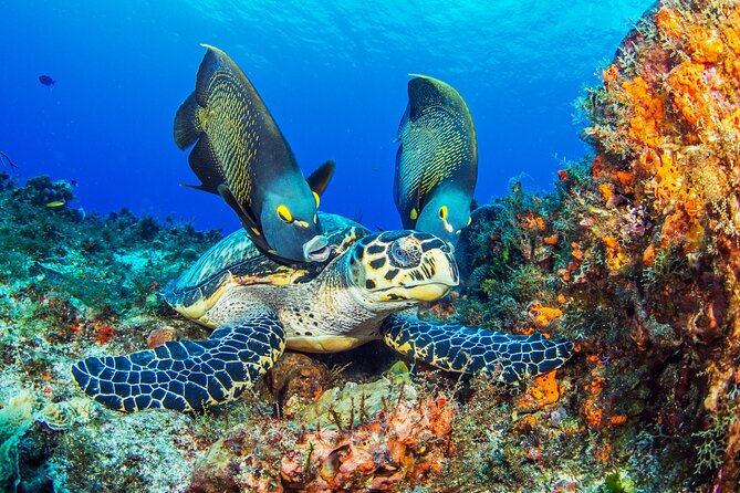 PADI Discover Scuba Diving Program in the Riviera Maya - Key things to know before you go