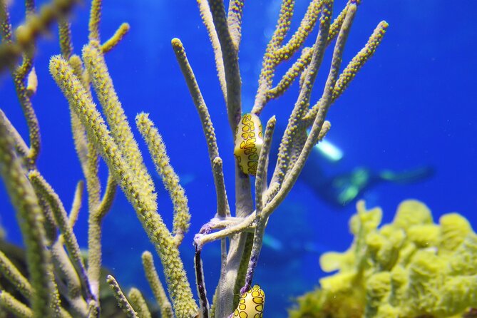 PADI Discover Scuba Diving Program in the Riviera Maya - Your 4 hours, step by step (and why the order matters)