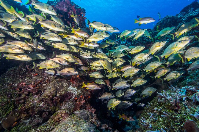 PADI Discover Scuba Diving Program in the Riviera Maya - Who this suits best (and who should think twice)