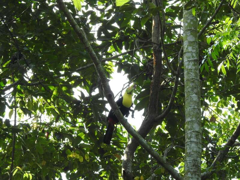 Playa del Carmen: Guided Birdwatching Hike - Key Things I’d Watch For