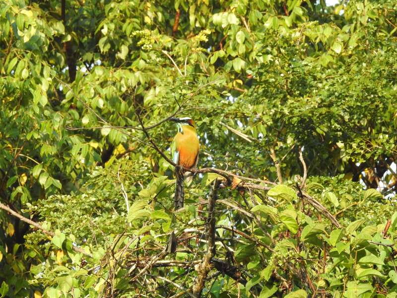 Playa del Carmen: Guided Birdwatching Hike - Trading Playa’s Pulse for Jungle Quiet
