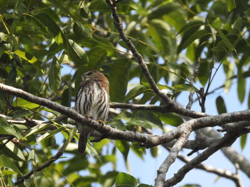 Playa del Carmen: Guided Birdwatching Hike - The Real Star: Your Local Birding Guide