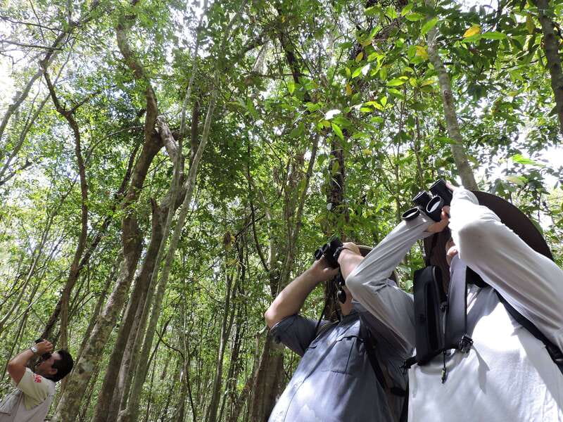 Playa del Carmen: Guided Birdwatching Hike - What You’ll See: Migratory and Native Birds