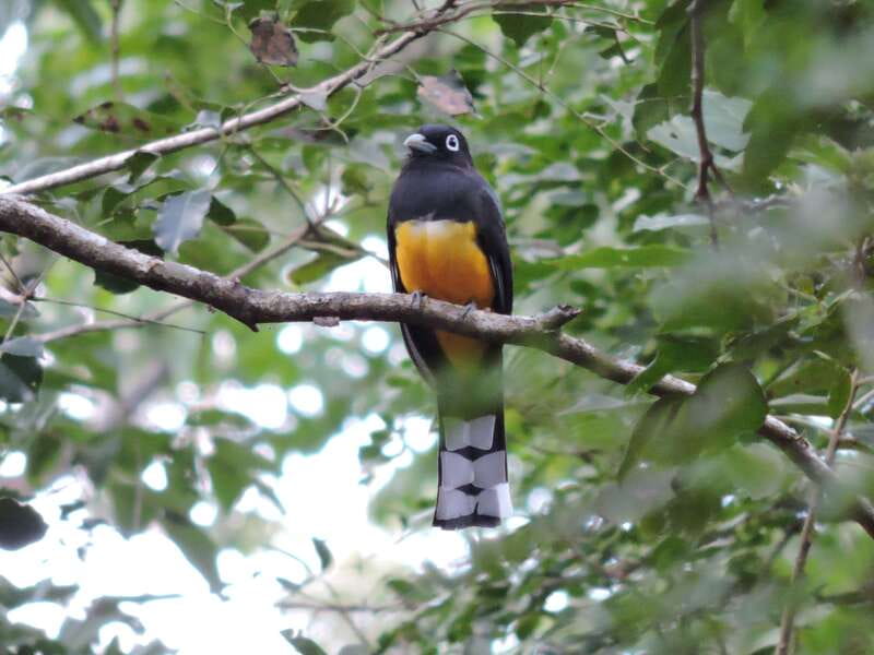 Playa del Carmen: Guided Birdwatching Hike - What’s Included (and How It Changes the Value)