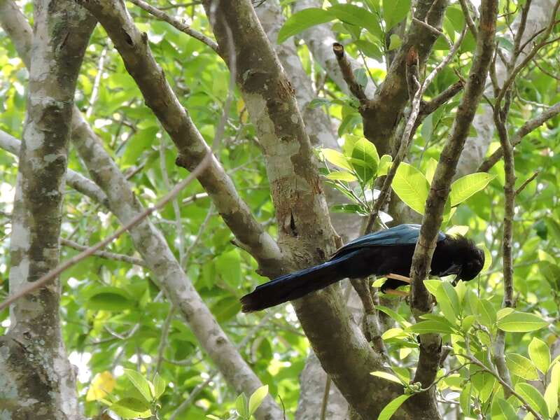 Playa del Carmen: Guided Birdwatching Hike - Who This Birdwatching Hike Is Best For