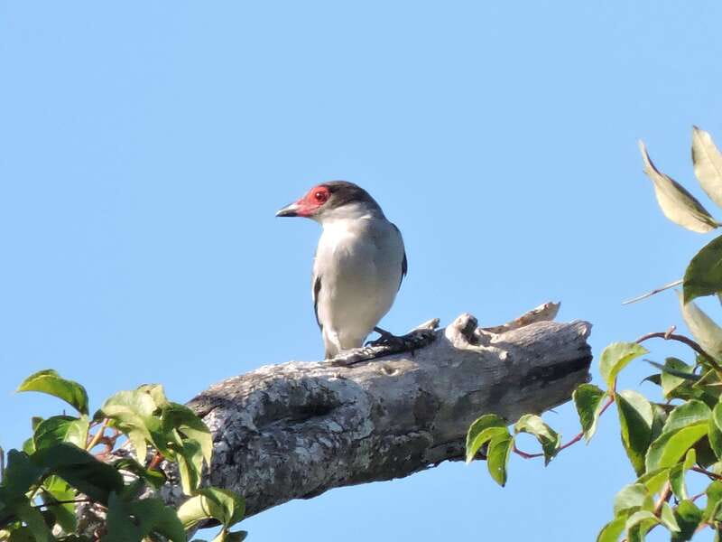 Playa del Carmen: Guided Birdwatching Hike - Practical Tips So You Get the Most Birds