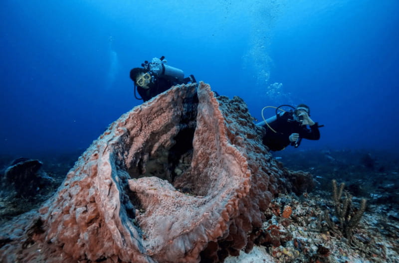 Playa del Carmen: Guided Reef Diving for Certified Divers - Playa del Carmen reefs: what makes this outing feel worth 8 hours