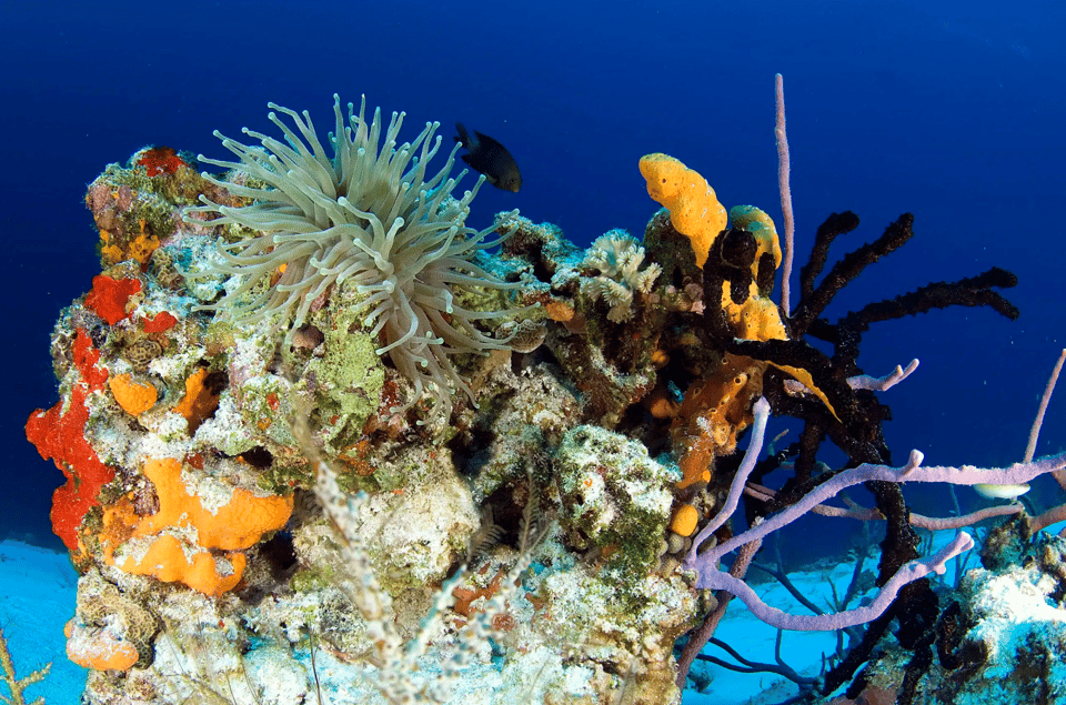 Playa del Carmen: Guided Reef Diving for Certified Divers - Boat rides and gear comfort: small details that prevent big grumbles