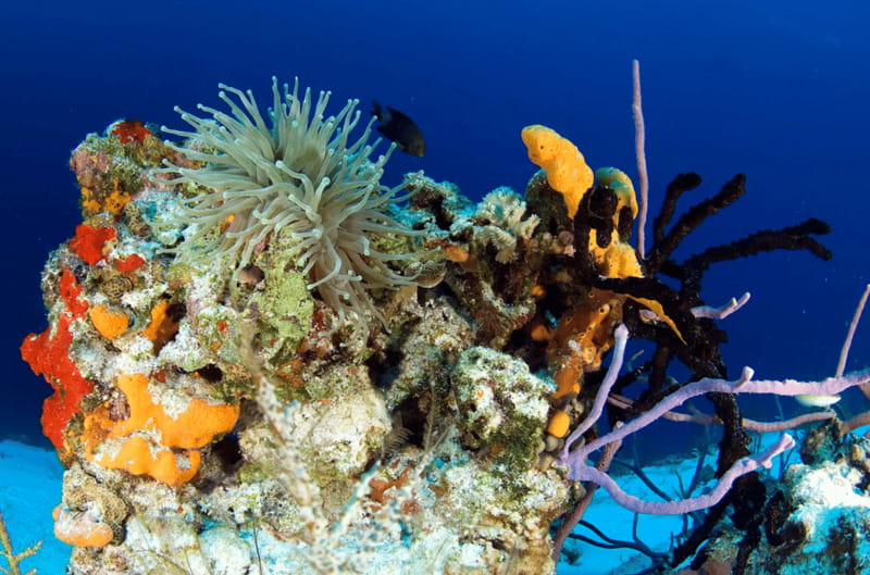 Playa del Carmen: Guided Reef Diving for Certified Divers - Price and what you get for $142 per person