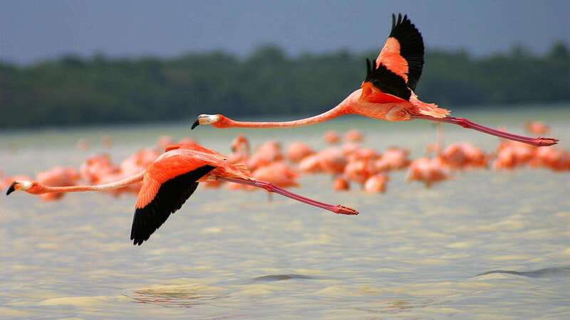 Playa del Carmen: Rio Lagartos and Las Coloradas Tour - A 12-hour mashup: pink lakes + biosphere reserve in one day