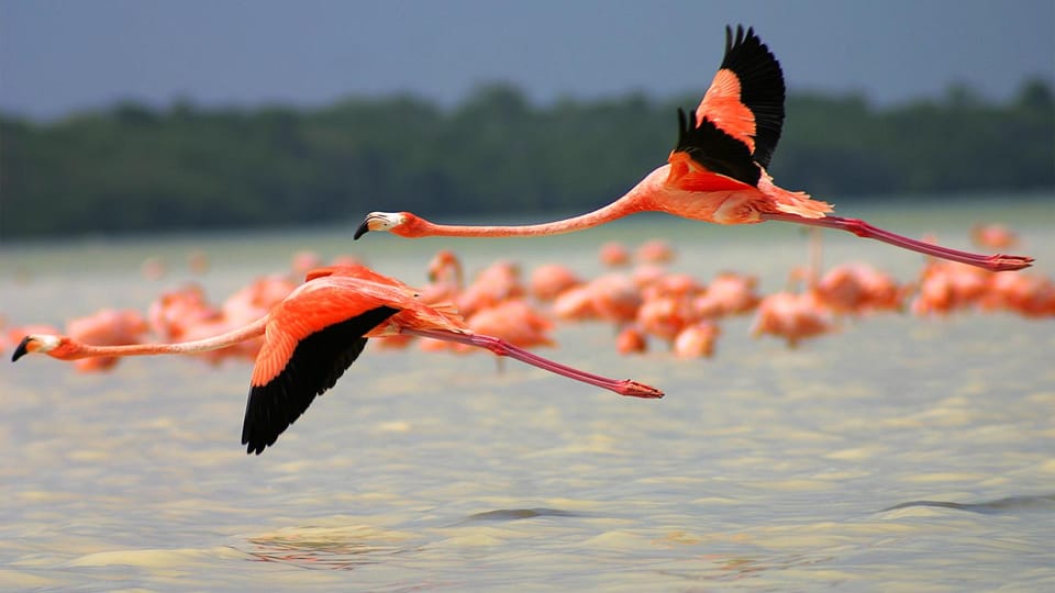 Playa del Carmen: Rio Lagartos and Las Coloradas Tour - Rio Lagartos Biosphere Reserve by boat: mangroves, birds, and crocodiles