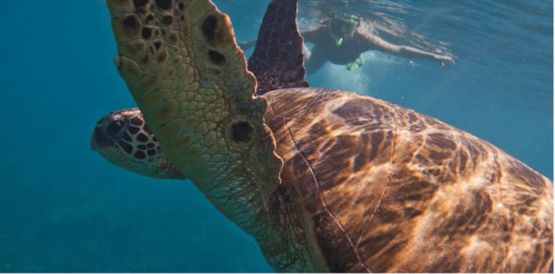 Playa del Carmen: Snorkel Tour at Local Reef - Snorkeling on a Playa del Carmen Local Reef