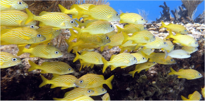 Playa del Carmen: Snorkel Tour at Local Reef - What You’ll See: Caribbean Fish, Sea Stars, and More