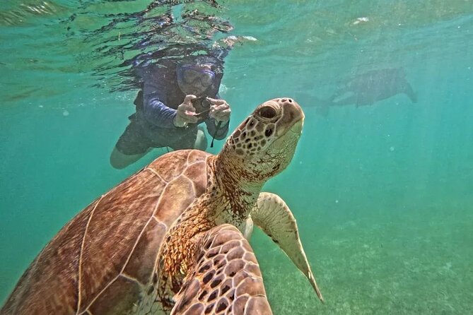 Playa del Carmen Tour Akumal Swimming With Turtles And Lagoon Yal Ku - Key things I think you’ll care about
