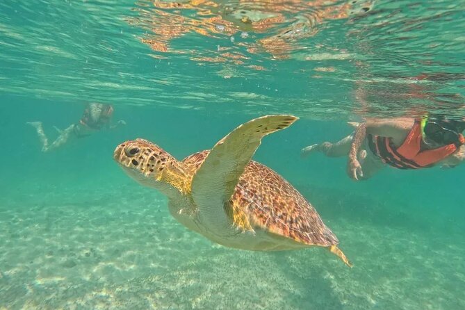 Playa del Carmen Tour Akumal Swimming With Turtles And Lagoon Yal Ku - Yal-Kú Lagoon: Fresh and Salt Water in a Jungle Cove