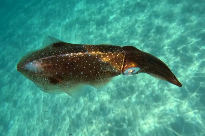 Playa del Carmen Tour Akumal Swimming With Turtles And Lagoon Yal Ku - Admission Tickets Included: Where the Value Actually Shows Up