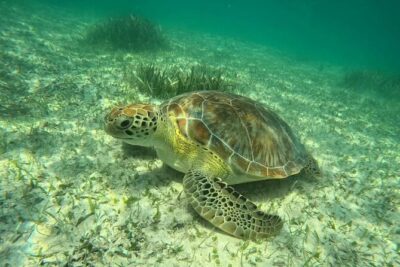 Playa del Carmen Tour Akumal Swimming With Turtles And Lagoon Yal Ku - The 4-Hour Plan and Hotel Pickup: A Morning That Moves