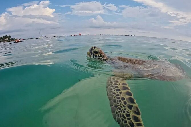 Playa del Carmen Tour Akumal Swimming With Turtles And Lagoon Yal Ku - Private Tour With Henry Tours Mx: The Guide Factor