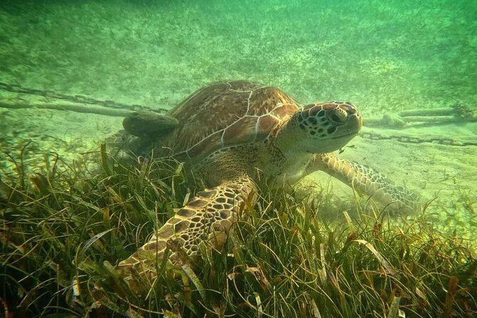 Playa del Carmen Tour Akumal Swimming With Turtles And Lagoon Yal Ku - Practical Tips Before You Go (So the Morning Feels Easy)