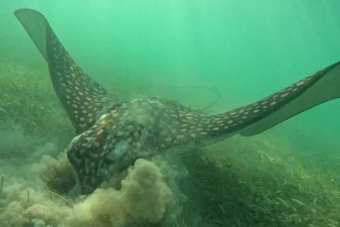 Playa del Carmen Tour Akumal Swimming With Turtles And Lagoon Yal Ku - Who This Tour Fits Best