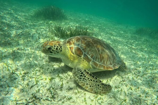Playa del Carmen Tour Akumal Swimming With Turtles And Lagoon Yal Ku - The 4-Hour Plan and Hotel Pickup: A Morning That Moves