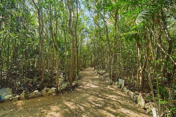 Private 4Cenote Experience, swim in the heart of the Mayan Jungle - Four cenotes in one outing: how the variety changes your swim time