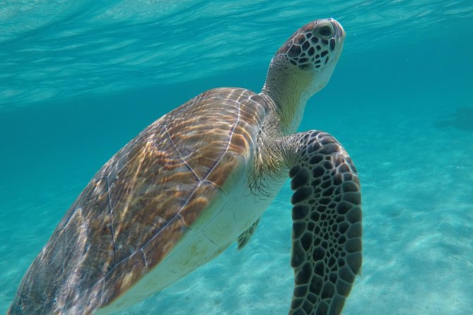 Private Experience: Akumal sea turtles encounter and Yal-kú lagoon colorfull fish snorkel. - Stop 2 in Yal-kú: the cenote-lagoon connection and why it feels different