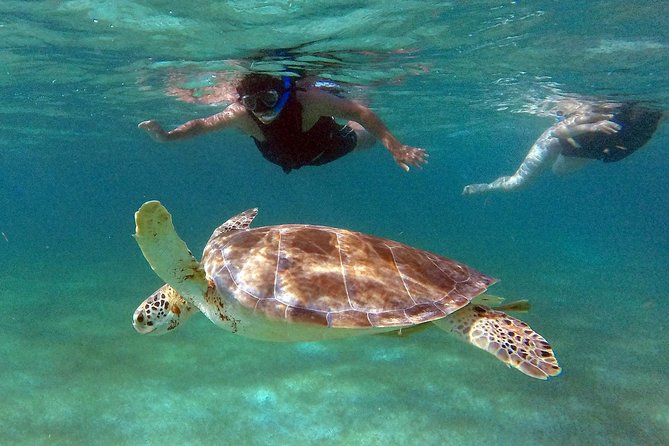 Private Experience: Akumal sea turtles encounter and Yal-kú lagoon colorfull fish snorkel. - Snorkeling gear and the guide touch: what makes it feel like a premium day