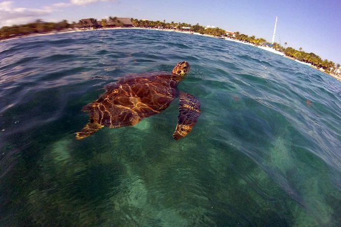 Private Experience: Akumal sea turtles encounter and Yal-kú lagoon colorfull fish snorkel. - Who this tour is best for (and who should think twice)
