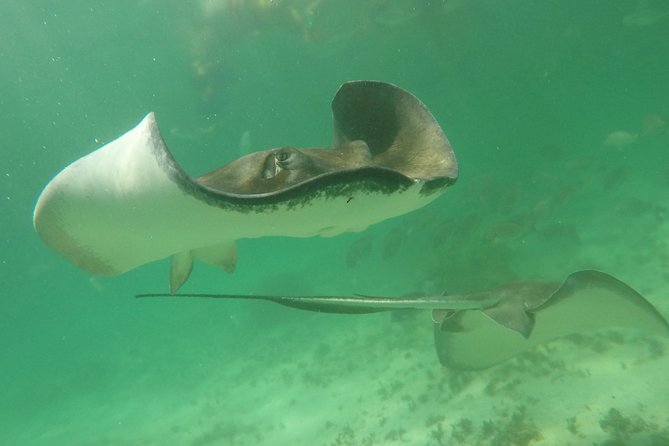 Private Fishing Tour in Yacht Playa del Carmen - What’s Good for Beginners—and What to Expect If You’re New