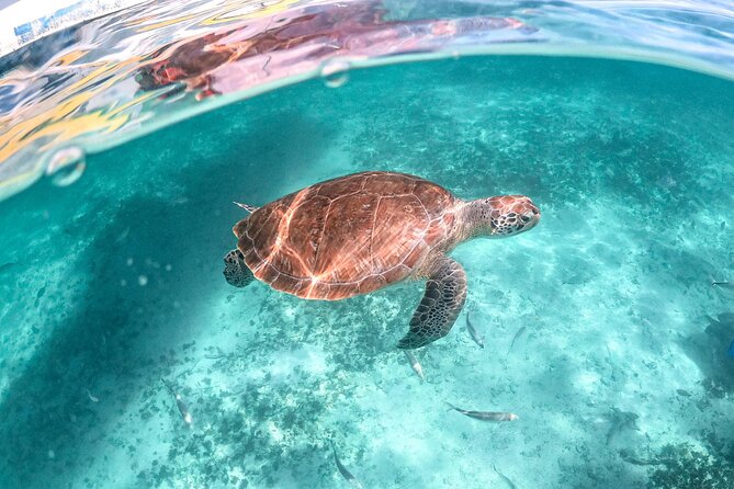 Private Half Day Tour in Cenote Cave and Swimming with Turtles - Why This Private Cenote and Turtle Combo Works
