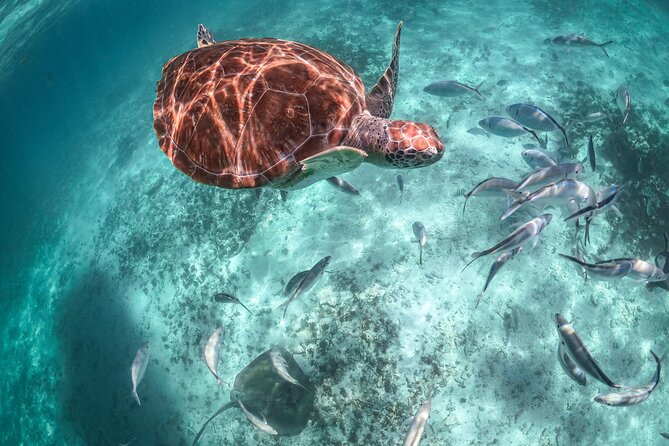 Private Half Day Tour in Cenote Cave and Swimming with Turtles - Guides and Safety: The Difference You’ll Feel in the Water