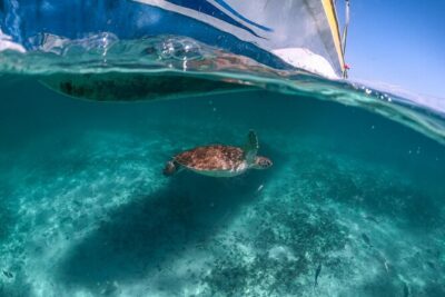 Private Half Day Tour in Cenote Cave and Swimming with Turtles - Cenote Nohoch: Jungle Swim in Mineral-Rich Freshwater