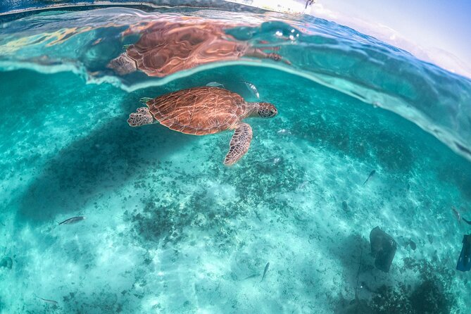 Private Half Day Tour in Cenote Cave and Swimming with Turtles - Price and Value: What $746.32 Per Group Really Buys