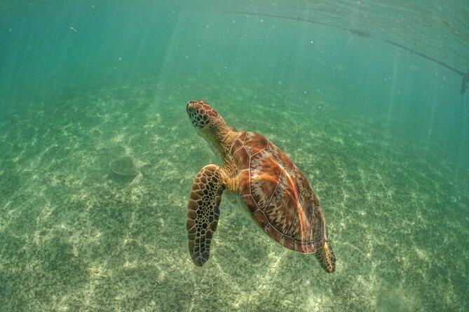 Private Half Day Tour in Cenote Cave and Swimming with Turtles - What to Pack (and What Not to Bring) for Cenote + Turtles