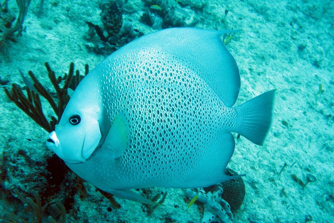 Private Isla Mujeres Adventure & Free Time - Private Guide + Customizable Day: How the “Private” Part Changes Everything
