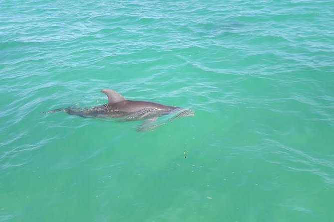 Private Sian Kaan Biosphere Tour - Boat time inside the biosphere: dolphins, manatees, turtles, birds