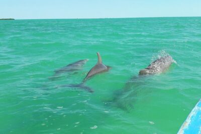 Private Sian Kaan Biosphere Tour - The 8:00 AM start: pickup, drive, and what to expect