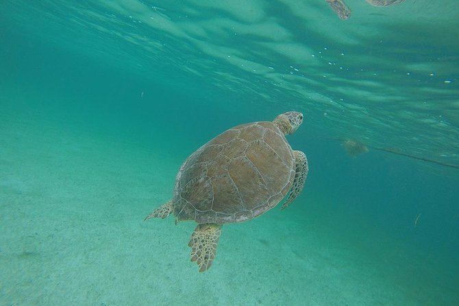 Private Tour: Akumal Marine Turtle Snorkeling and Cenote Adventure - Akumal Bay turtle snorkeling: the wildlife part that makes the day